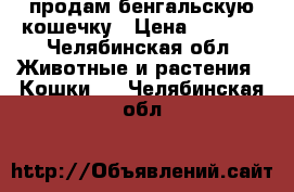 продам бенгальскую кошечку › Цена ­ 3 000 - Челябинская обл. Животные и растения » Кошки   . Челябинская обл.